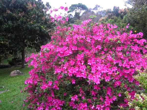 Pousada Sitio Dos Tucanos Florianópolis Dış mekan fotoğraf